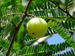 Amla Benefits and Uses- आंवला के फायदे, औषधीय गुण, लाभ और नुकसान