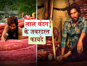 फिल्‍म पुष्पा में दिखाया गया लाल चंदन क्‍यों है इतना महंगा? जानें लाल चंदन से स्किन को मिलने वाले जबरदस्त फायदे