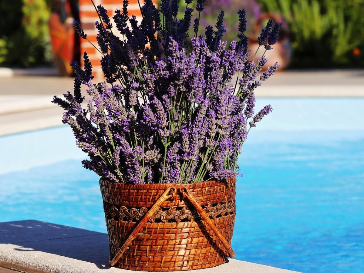 lavender-benefits-and-uses