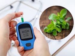 डायबिटीज के मरीज सुबह बासी मुंह चबाएं ये 4 पत्ते, सुबह से लेकर शाम तक कंट्रोल में रहेगा ब्लड शुगर लेवल