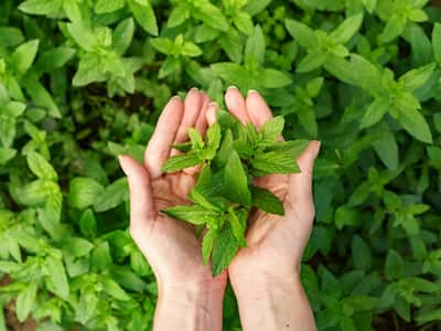 Mint leaves (Pudina): Health Benefits, Uses, Side Effects And More ...