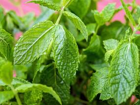 Mint Benefits and Uses - पुदीना के फायदे, साइड इफेक्ट्स, उपयोग और अन्‍य