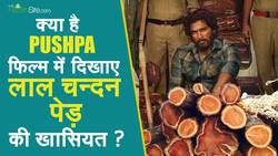 Red Sandalwood Tree: क्या है Pushpa फिल्म में दिखाए लाल चन्दन पेड़ की खासियत ?