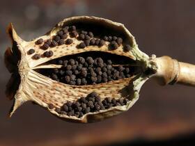 Poppy seeds Benefits and Uses- खसखस के फायदे, औषधीय गुण, लाभ और नुकसान