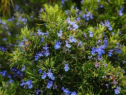 Rosemary Benefits and Uses- रोजमेरी के फायदे, औषधीय गुण, लाभ और नुकसान