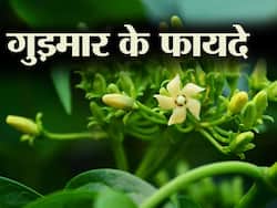 Gymnema Sylvestre Benefits and Uses- गुड़मार के फायदे, औषधीय गुण, लाभ और नुकसान