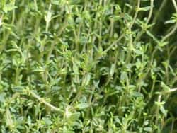Thyme: Health Benefits, Uses And Side Effects Of Carom Flowers