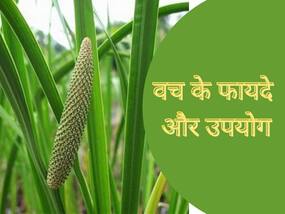 वच के फायदे और उपयोग: माइग्रेन से लेकर थायराइड तक; जानिए किन रोगों में फायदेमंद है वच औषधि