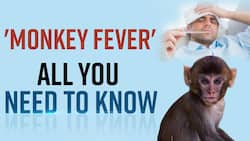 Explained: Kerala's 24 Year Old Man Infected With Monkey Virus, Know It's Causes, Symptoms, Risks And How Dangerous It Can Be