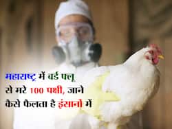 Bird Flu in Maharashtra: ठाणे में बर्ड फ्लू से 100 पक्षियों की मौत, जानिए इंसानों में कैसे फैलता है एवियन इन्फ्लूएंजा
