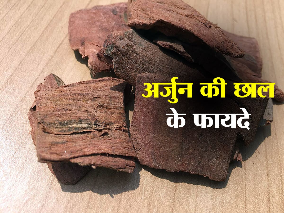 Arjun bark Benefits and Uses- अर्जुन की छाल के फायदे, औषधीय गुण, लाभ और  नुकसान  हिंदी