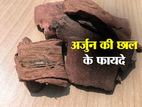 Arjun bark Benefits and Uses- अर्जुन की छाल के फायदे, औषधीय गुण, लाभ और नुकसान