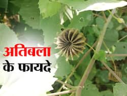 Atibala Benefits and Uses- अतिबला के फायदे, औषधीय गुण, लाभ और नुकसान