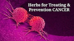 Can Ayurveda Shrink Tumours? 3 Most Effective Herbs For Cancer Treatment and Prevention