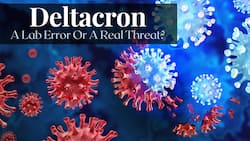 Deltacron: The Deadly Combination of Delta And Omicron Is A Lab Error Or A Real Threat?