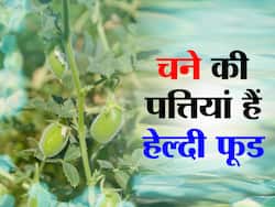 Health Benefits Of Chickpeas Leaves: चने की हरी पत्तियां खाने से दूर होती  है कमजोरी, इन बीमारियों में भी है इसका सेवन लाभकारी