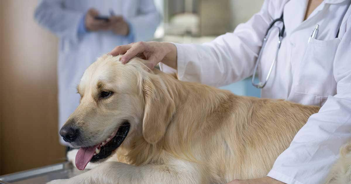 what breeds of dogs are more prone to seizures