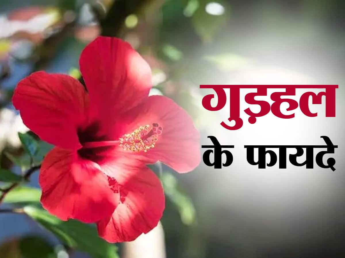 Hibiscus Benefits And Uses ग ड हल क