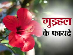 महिलाओं के लिए रामबाण है ये लाल रंग का फूल, इन समस्याओं से दिलाता है छुटकारा