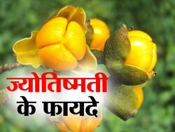 Intellect plant Benefits and Uses- ज्योतिष्मती के फायदे, औषधीय गुण, लाभ और नुकसान