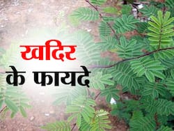 Acacia catechu Benefits and Uses- खदिर के फायदे, औषधीय गुण, लाभ और नुकसान