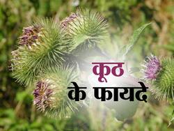 Kuth Benefits and Uses- कूठ के फायदे, औषधीय गुण, लाभ और नुकसान