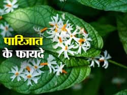 Parijat Benefits and Uses- पारिजात के फायदे, औषधीय गुण, लाभ और नुकसान