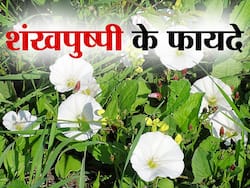 Convolvulus Pluricaulis Benefits and Uses- शंखपुष्पी के फायदे, औषधीय गुण, लाभ और नुकसान