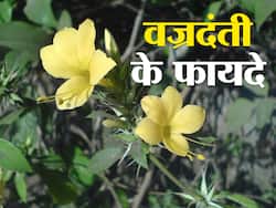 Barleria prionitis Benefits and Uses- वज्रदंती के फायदे, औषधीय गुण, लाभ और नुकसान