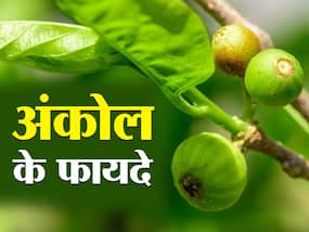 Ankol Benefits and Uses- अंकोल के फायदे, औषधीय गुण, लाभ और नुकसान