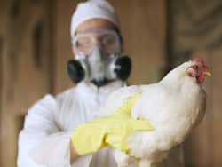 Bird Flu Outbreak In The US: Should You Avoid Eating Poultry Products?