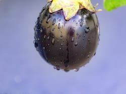 प्रेगनेंट महिलाओं के लिए बेहद फायदेमंद हैं बैंगन का सेवन, गुण जानकर आप रह जाएंगी हैरान