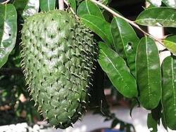 World Cancer Day 2022: These Ayurvedic Herbs Can Help Prevent Cancer, Reveals Expert