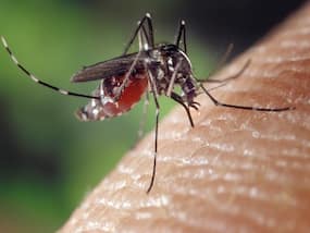 Want To Avoid Mosquito Bites? Avoid Wearing These Colours, Says Study