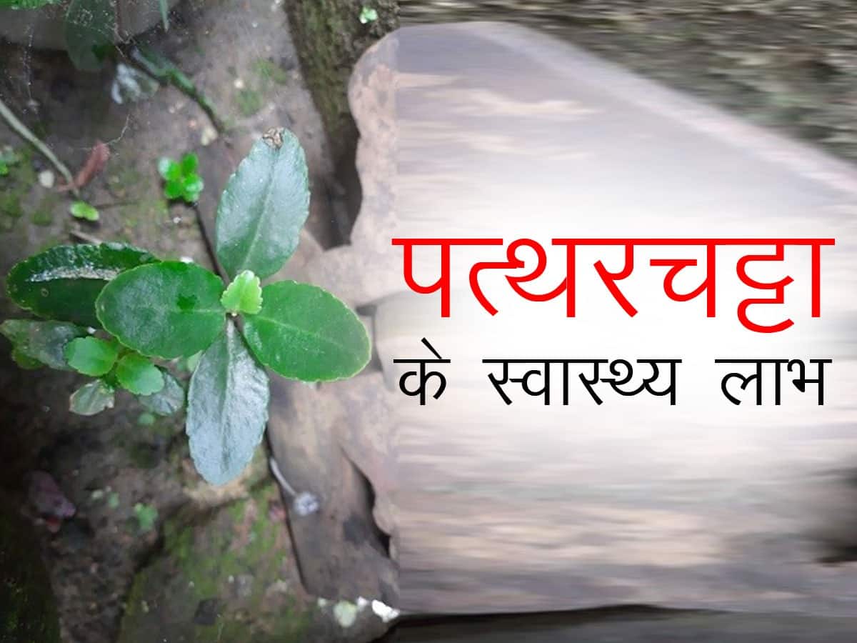 Respiratory System in Hindi : मानव श्वसन तंत्र की परिभाषा क्या है, साथ ही  जानें इसके कार्य | Leverage Edu