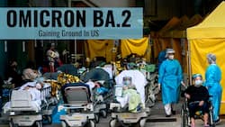 Expect A New COVID-19 Surge In US Due To Highly Transmissible Omicron BA.2 Subvariant, Warns Fauci