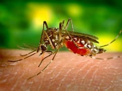 A Guide For Parents To Protect Children From Dengue And Malaria