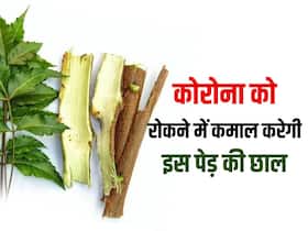 इस पेड़ की छाल कर सकती है कोरोनावायरस को रोकने में कमाल! स्टडी में दावा इस तरह करेंगे यूज तो मिलेगा फायदा इस पेड़ की छाल कर सकती है कोरोनावायरस को रोकने में कमाल! स्टडी में दावा इस तरह करेंगे यूज तो मिलेगा फायदा