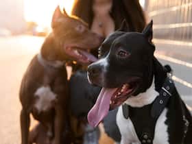 Oz Scientists Develop Coronavirus Vaccine For Animals, Trials On Pets Starting Soon