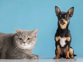 Pets Are Good For Your Health: Things To Consider Before Planning To Bring A Pet Home