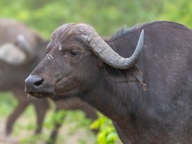 Death Of Buffalo And Calf After Dog Bite Baffles People, Makes Them Rush For Rabies Vaccine: Know Why Death Of Buffalo And Calf After Dog Bite Baffles People, Makes Them Rush For Rabies Vaccine: Know Why