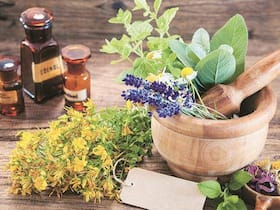 Herbal Medicine: Nature's Pharmacy For Health And Wellness
