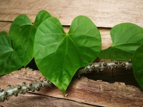 लिवर खराब है तो कैसे करें गिलोय का सेवन? आयुष मंत्रालय का ये नुस्खा आएगा आपके बहुत काम