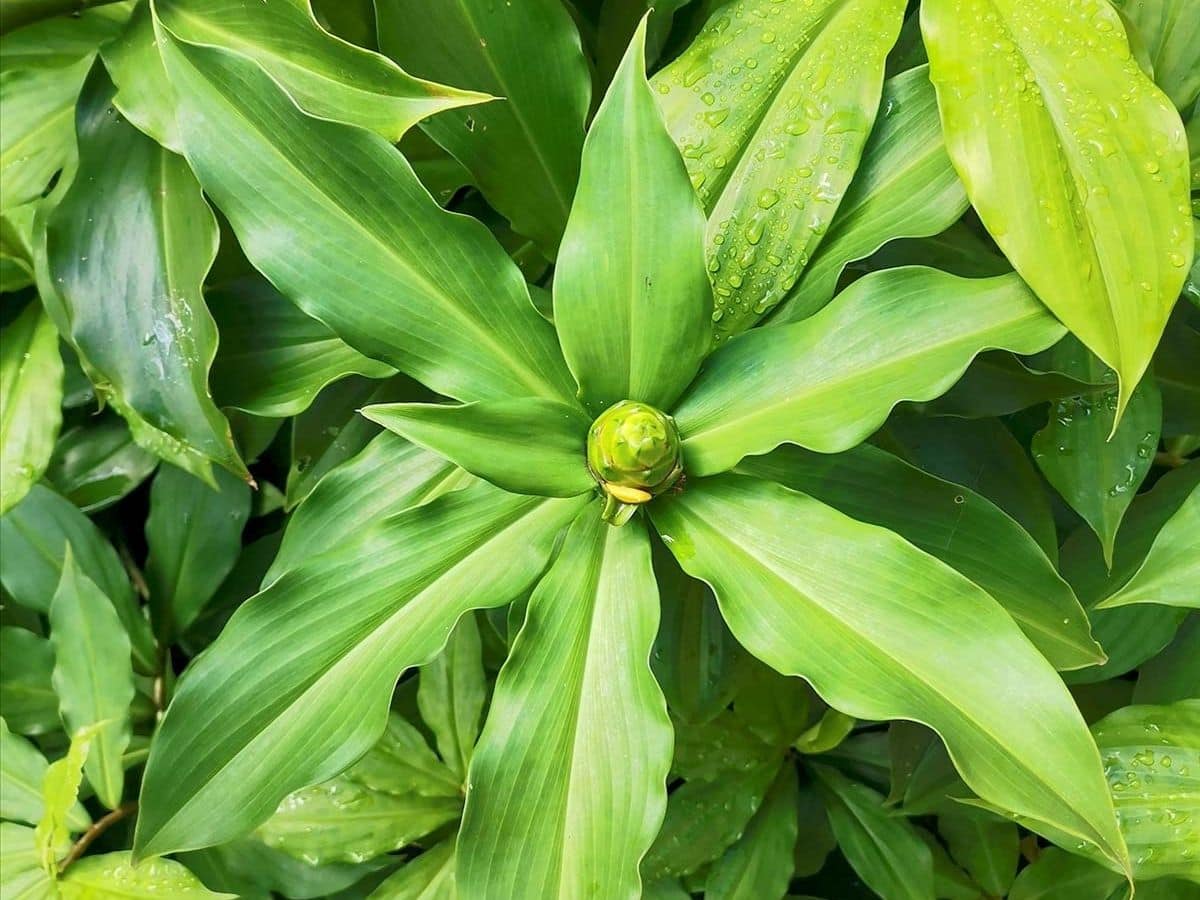 Insulin Plant For Blood Sugar इन पत्तियों को चबाते ही कंट्रोल होने