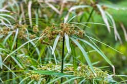 Cypriol: Precautions, Side Effects And Benefits Of Nagarmotha