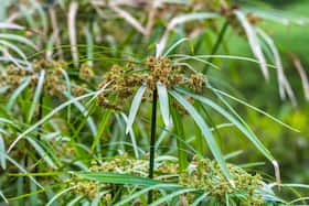 Cypriol: Precautions, Side Effects And Benefits Of Nagarmotha