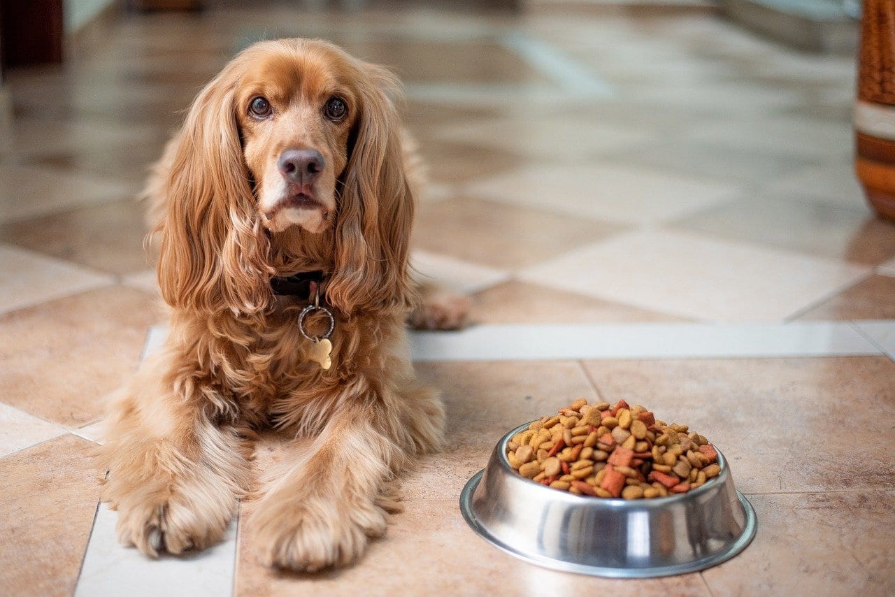 How To Plan A Nutritious Vegetarian Meal For Your Pets This Summer