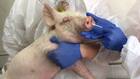 Swine flu in India