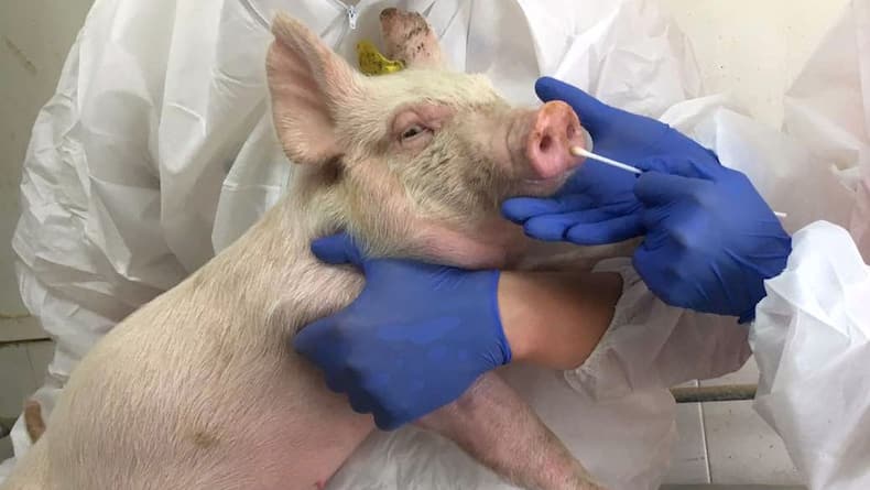 swine-flu