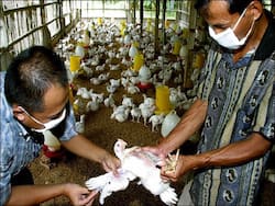 Bird Flu Scare Grips Bihar: Residents Of Supaul District Asked To Avoid Consumption Of Chicken